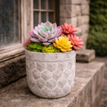 Cement pot with colorful succulents on stone steps