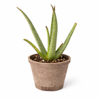 The SUCCULENT Aloe Vera House Plant