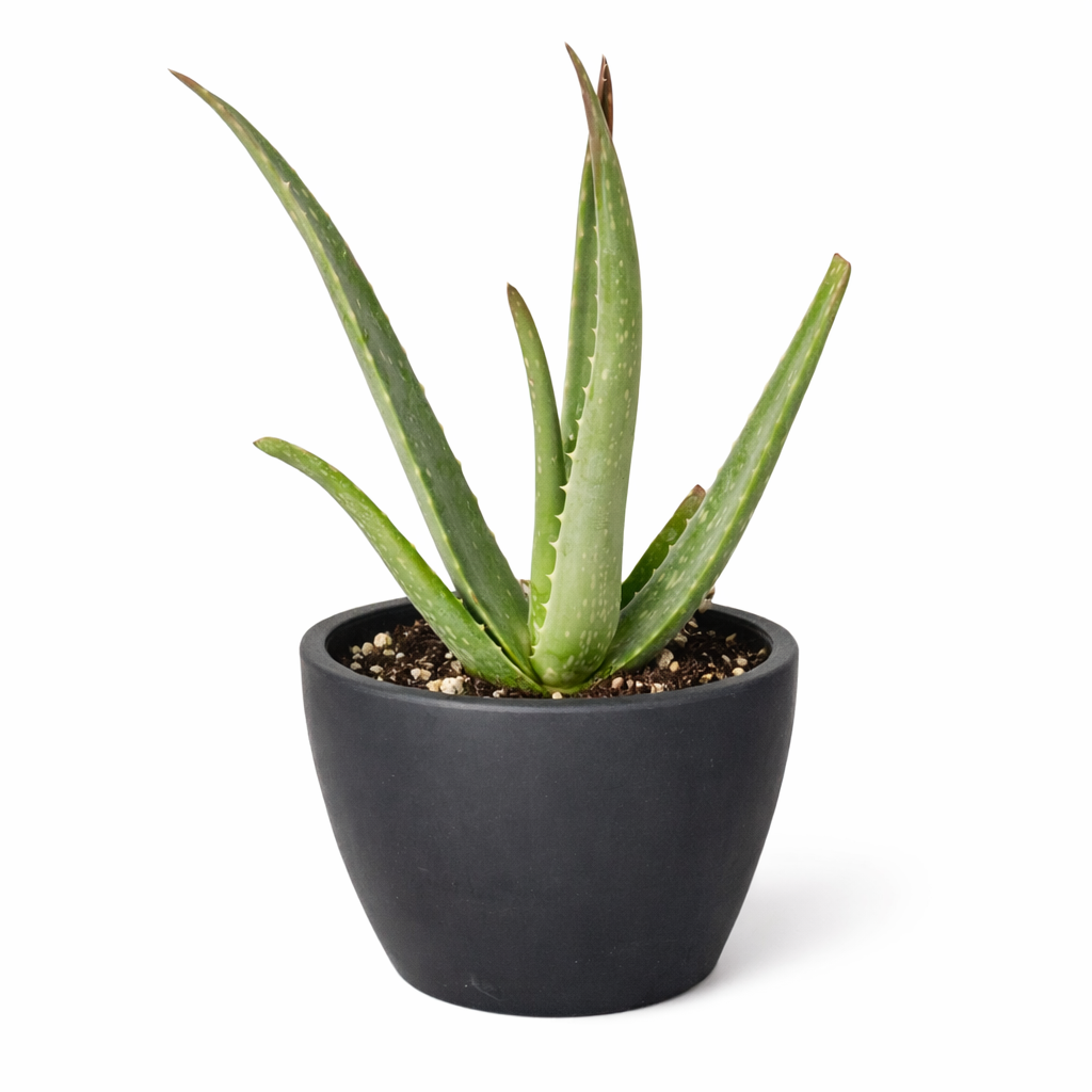 The SUCCULENT Aloe Vera House Plant