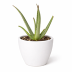The SUCCULENT Aloe Vera House Plant