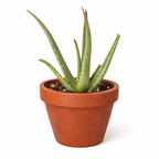 The SUCCULENT Aloe Vera House Plant