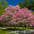 Cherokee Brave Pink Dogwood Tree