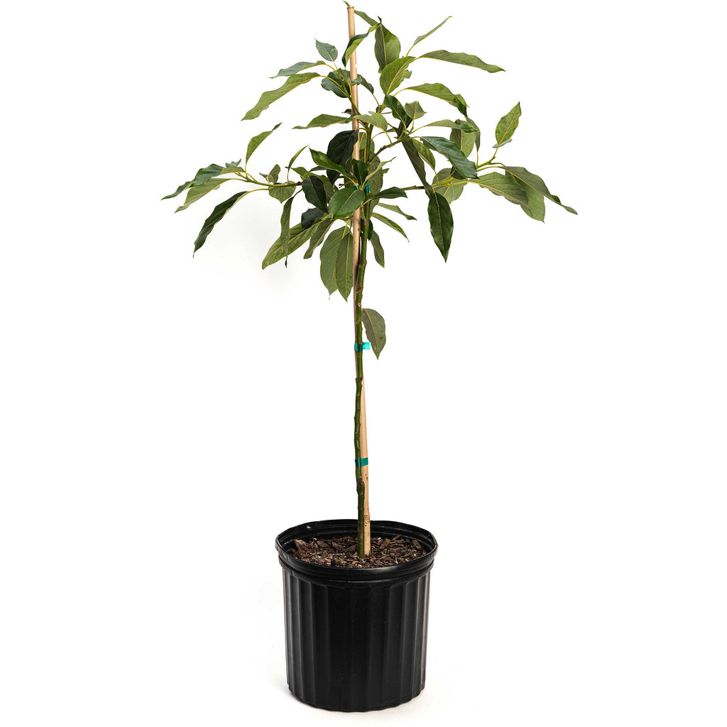 Potted plant with green leaves on a white background