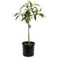 Potted plant with green leaves on a white background