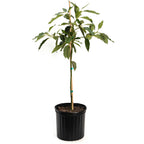 Potted plant with green leaves on a white background