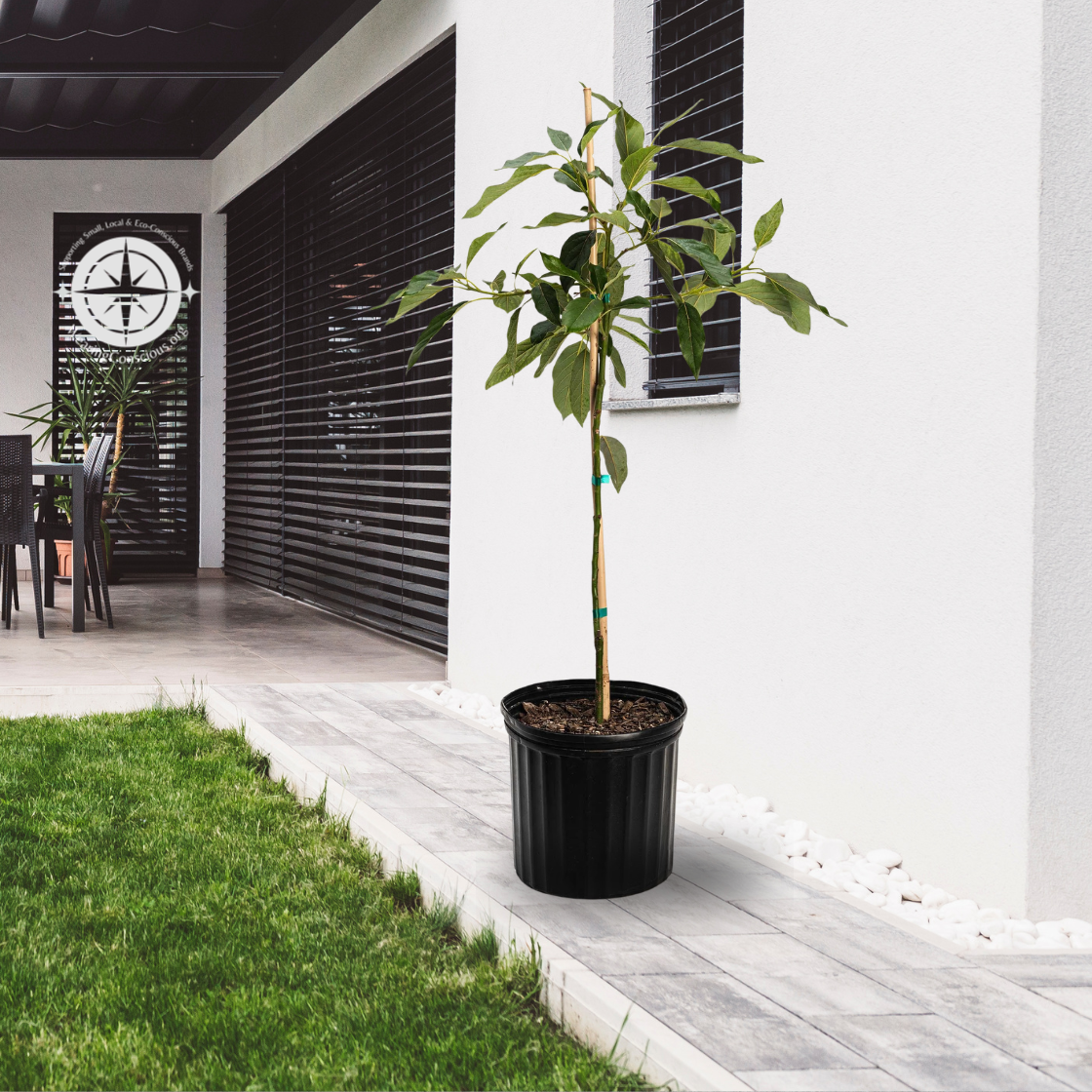 Cold Hardy Avocado Tree Low-Maintenance Fruit Plant