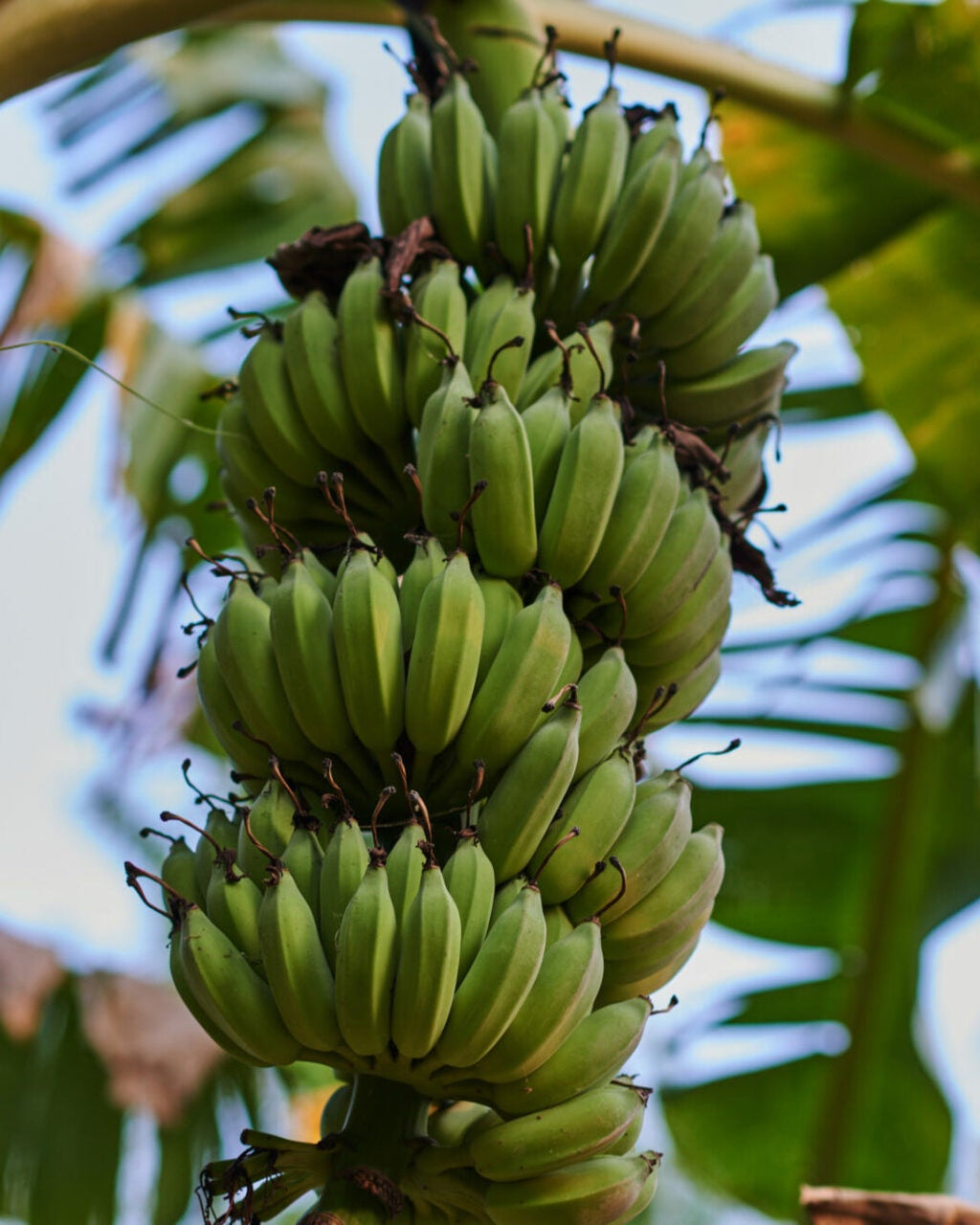 A cluster of green unripe bananas hanging from a banana tree branch, surrounded by large green leaves and blue sky.