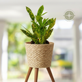 A small potted ornamental plant with green leaves speckled with yellow and white, in a terracotta-colored plastic pot, shown against a blurred white porch background.