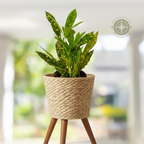A small potted ornamental plant with green leaves speckled with yellow and white, in a terracotta-colored plastic pot, shown against a blurred white porch background.