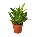 Potted plant with green leaves in a terracotta pot on a white background
