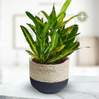 A variegated green and yellow houseplant in a woven basket-style pot with a dark navy bottom half, set on a light marble surface against a blurred indoor background.