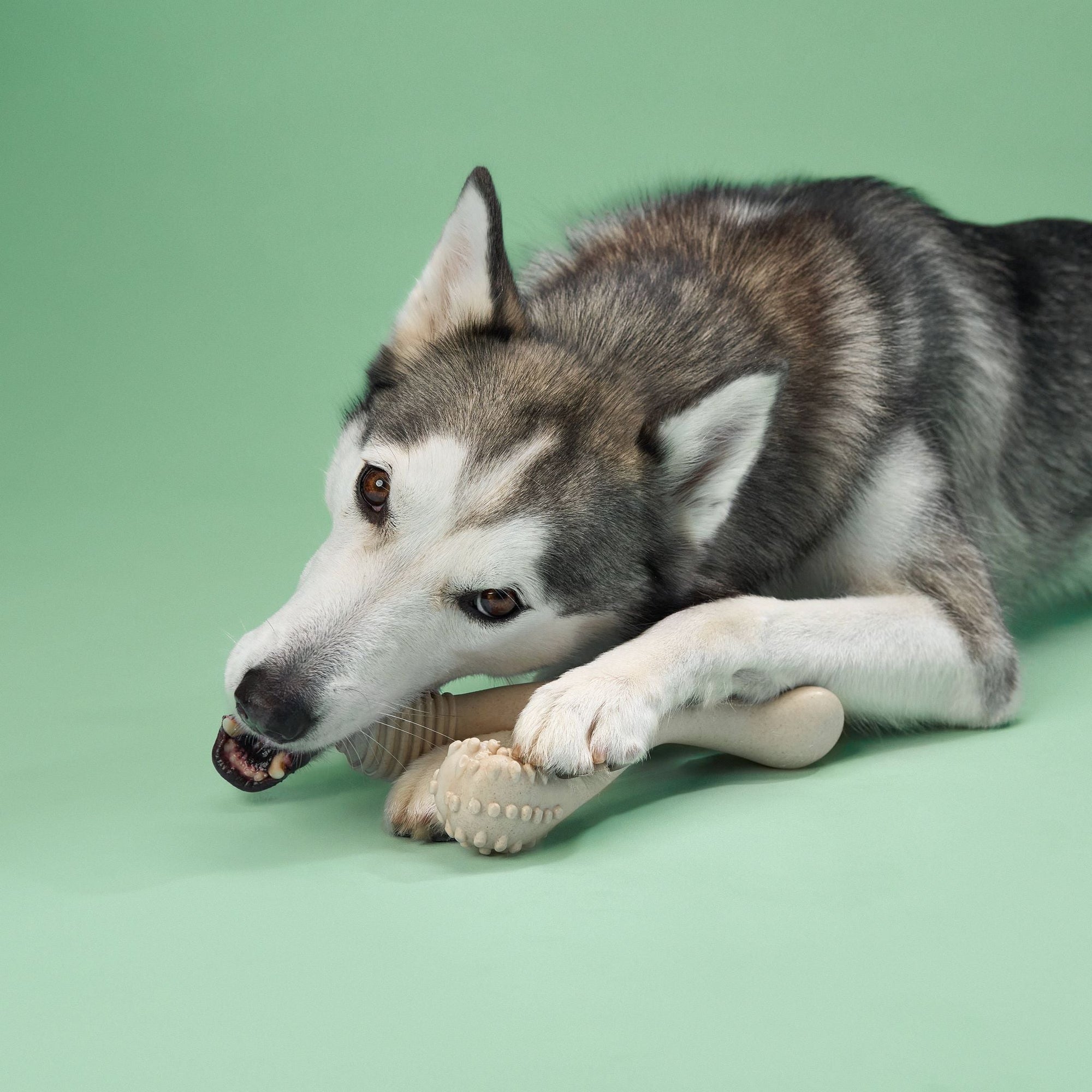BetterBone MEDIUM Durability CHEW TOY: Perfect Chew for Everyday Chewers | Natural Ingredients, Eco-Friendly, Non-Toxic