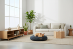 Dog lying on a blue cushion in a modern living room with a sofa, coffee table, and plants.