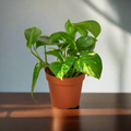 Pothos 'Golden' Easy Care Indoor Potted Plant for Indirect Sunlight and Low Light