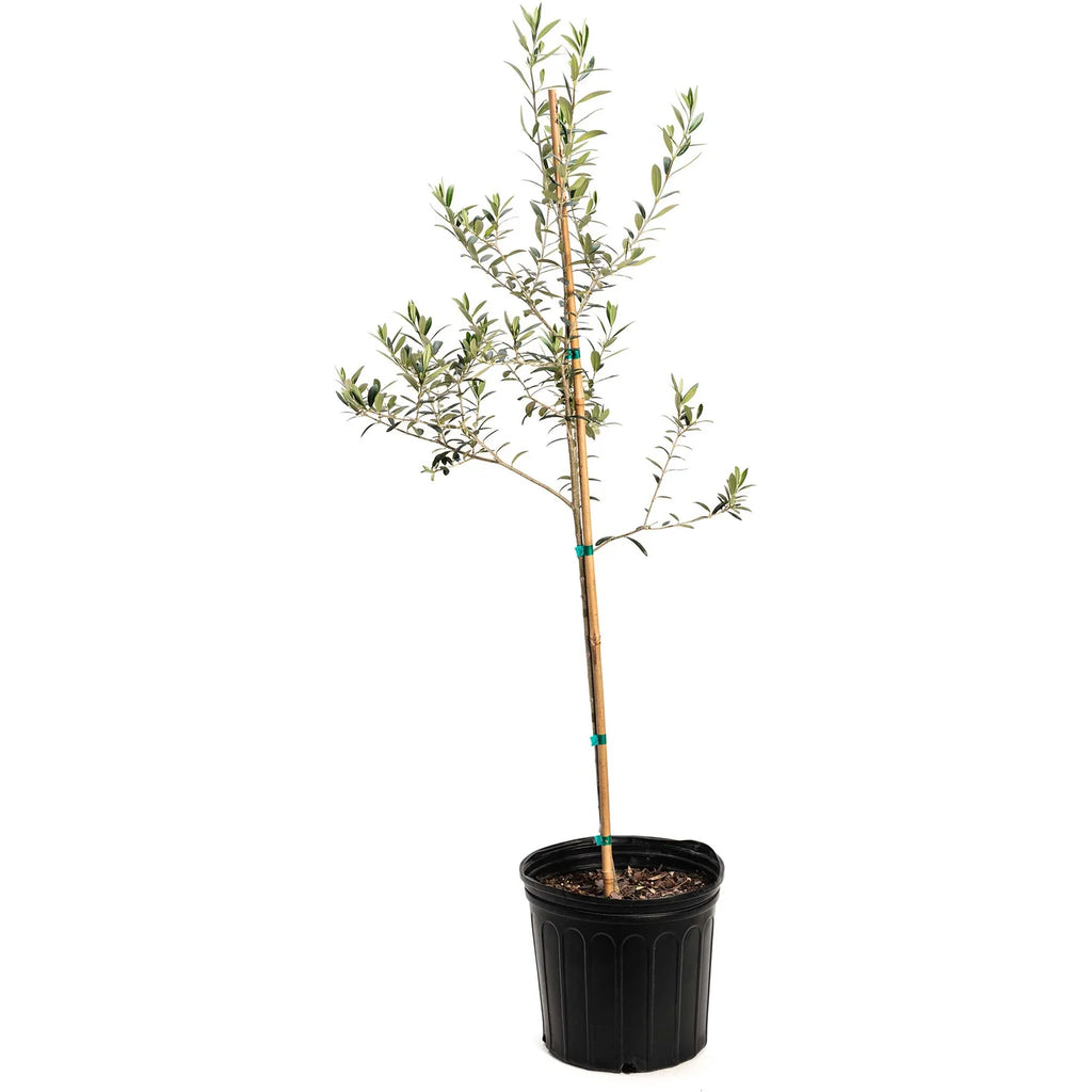 The KORONEIKI Gourmet Low-Maintenance Olive Tree