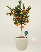 The COMPLETE 3-IN-1 pH, Moisture + Lighting Soil Meter