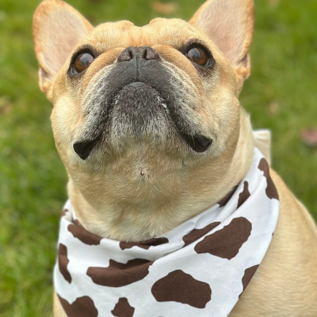 Cow Print Dog Bandana – Personalization Available!