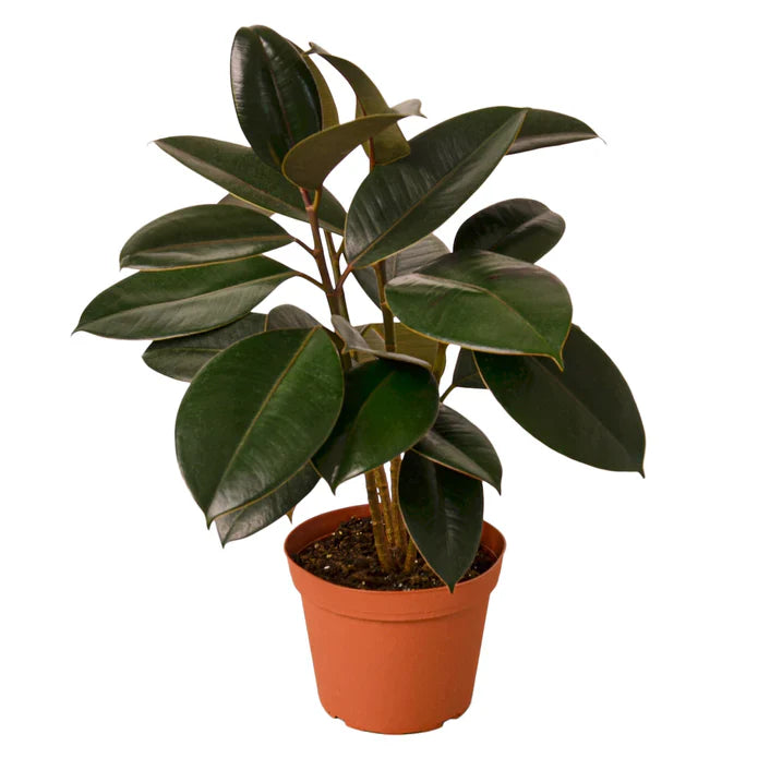 Potted plant with large green leaves on a white background