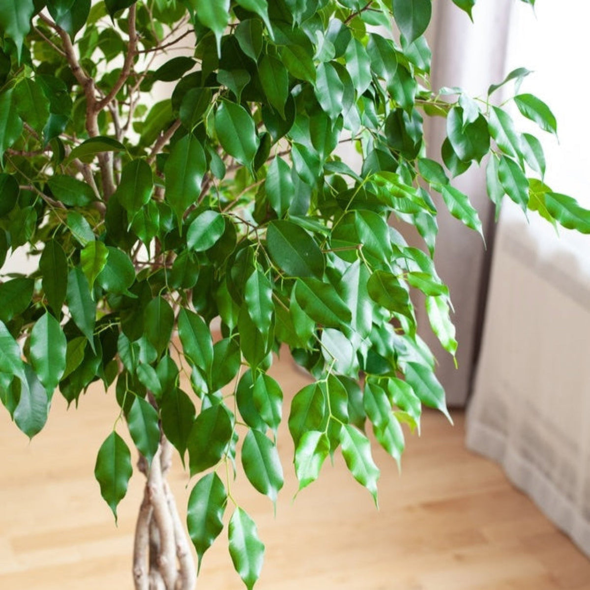 Green potted plant with large leaves on a wooden floor.