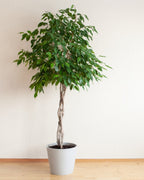 Potted plant with green leaves in a white pot on a wooden floor against a plain wall.