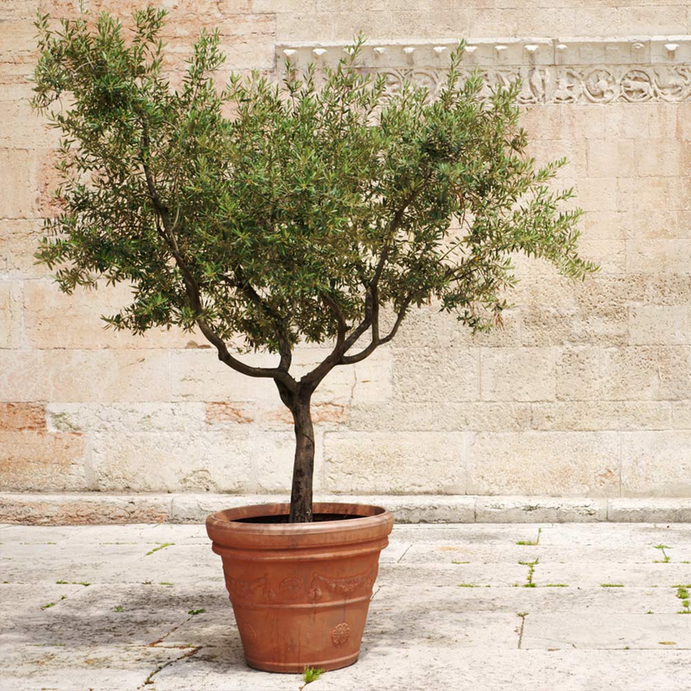 The FRANTOIO Olive Cold-Hardy Low-Maintenance Fruiting Tree