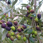 The FRANTOIO Olive Cold-Hardy Low-Maintenance Fruiting Tree