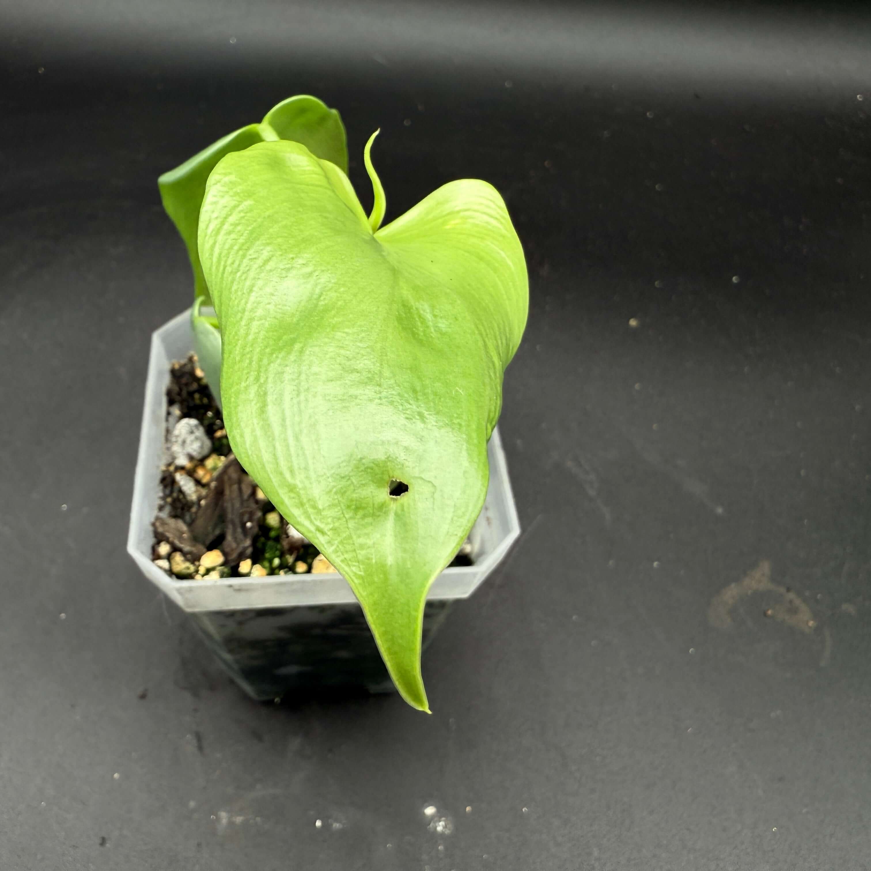 Philodendron bipennifolium 'Violin' Rare Indoor / Outdoor Plant Starter
