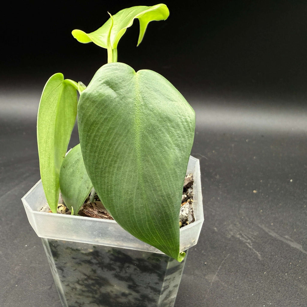 Philodendron bipennifolium 'Violin' Rare Indoor / Outdoor Plant Starter