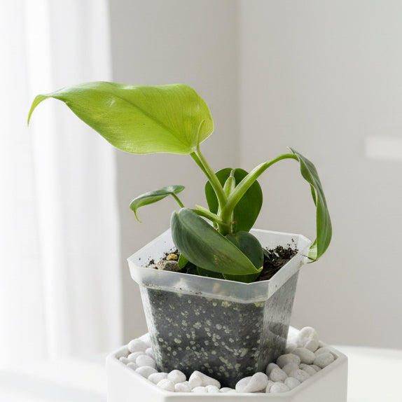 Philodendron bipennifolium 'Violin' Rare Indoor / Outdoor Plant Starter