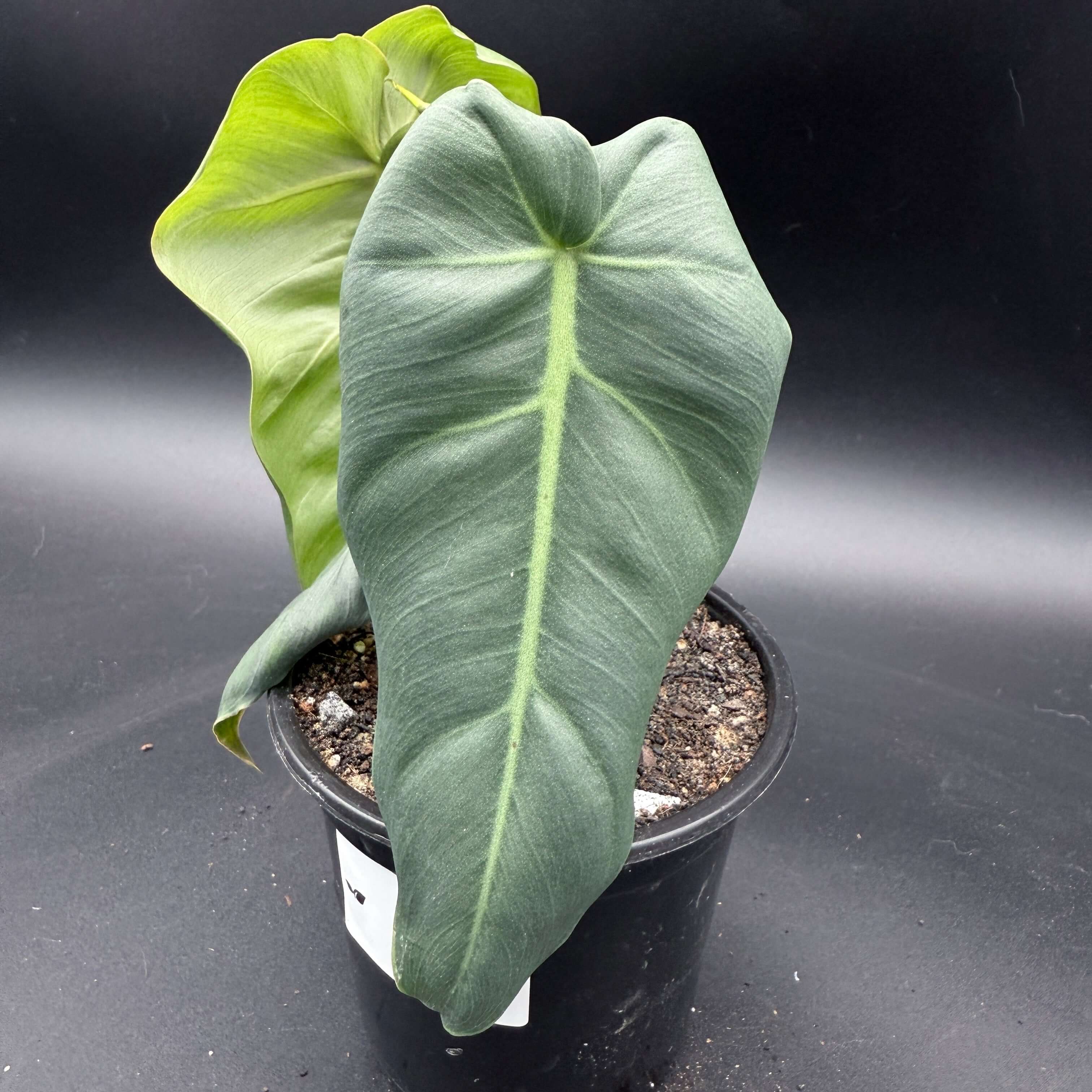 Philodendron maximum