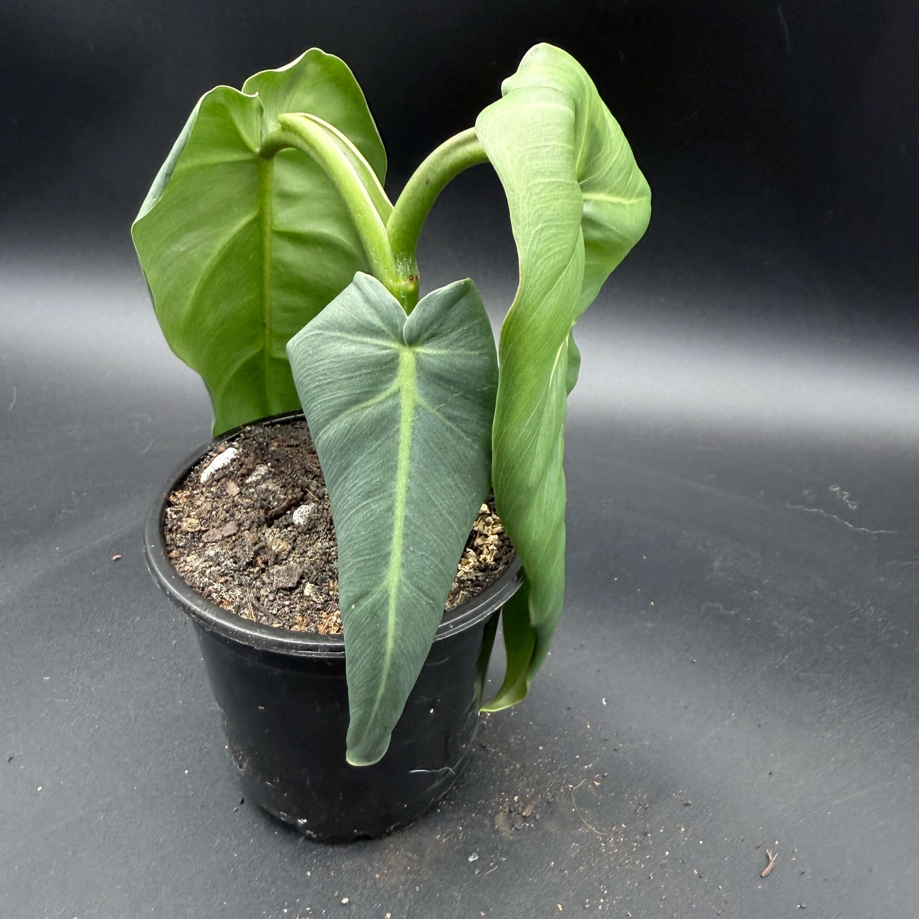 Philodendron maximum