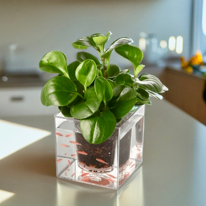 Sustainable Self-Watering Transparent Home Gardening Flowerpot