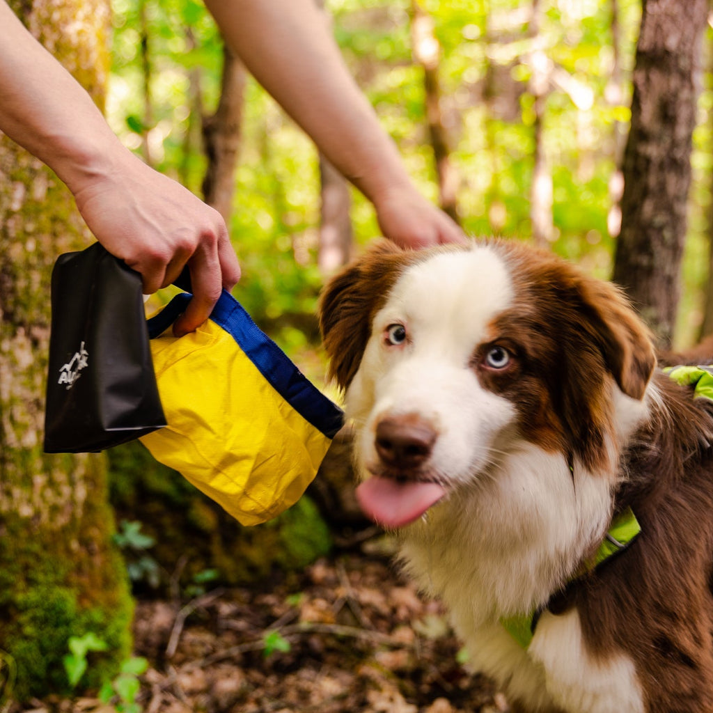 Dog in a forest with a person holding a black bag.