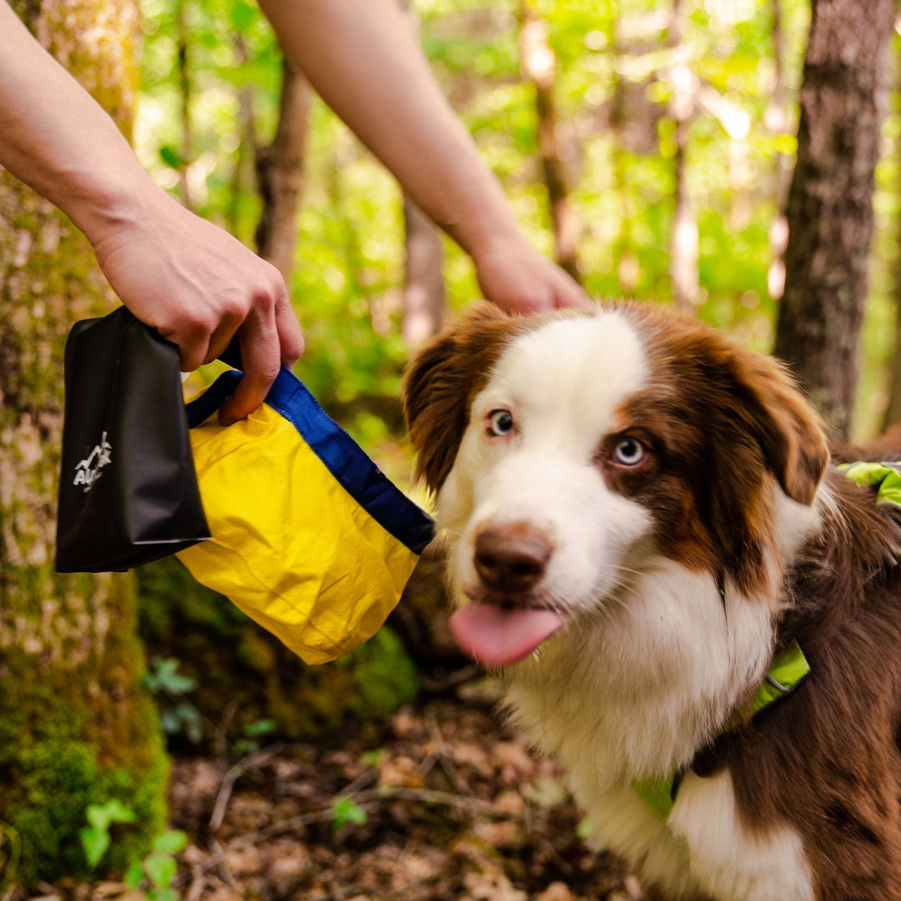 Dog in a forest with a person holding a black bag.