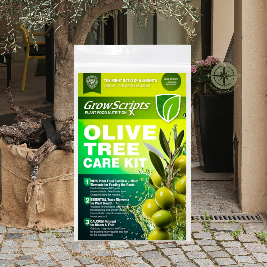 GrowScripts Olive Tree Care Kit in a white stand-up pouch with a green and teal label, placed outdoors against a stone wall and potted olive tree.