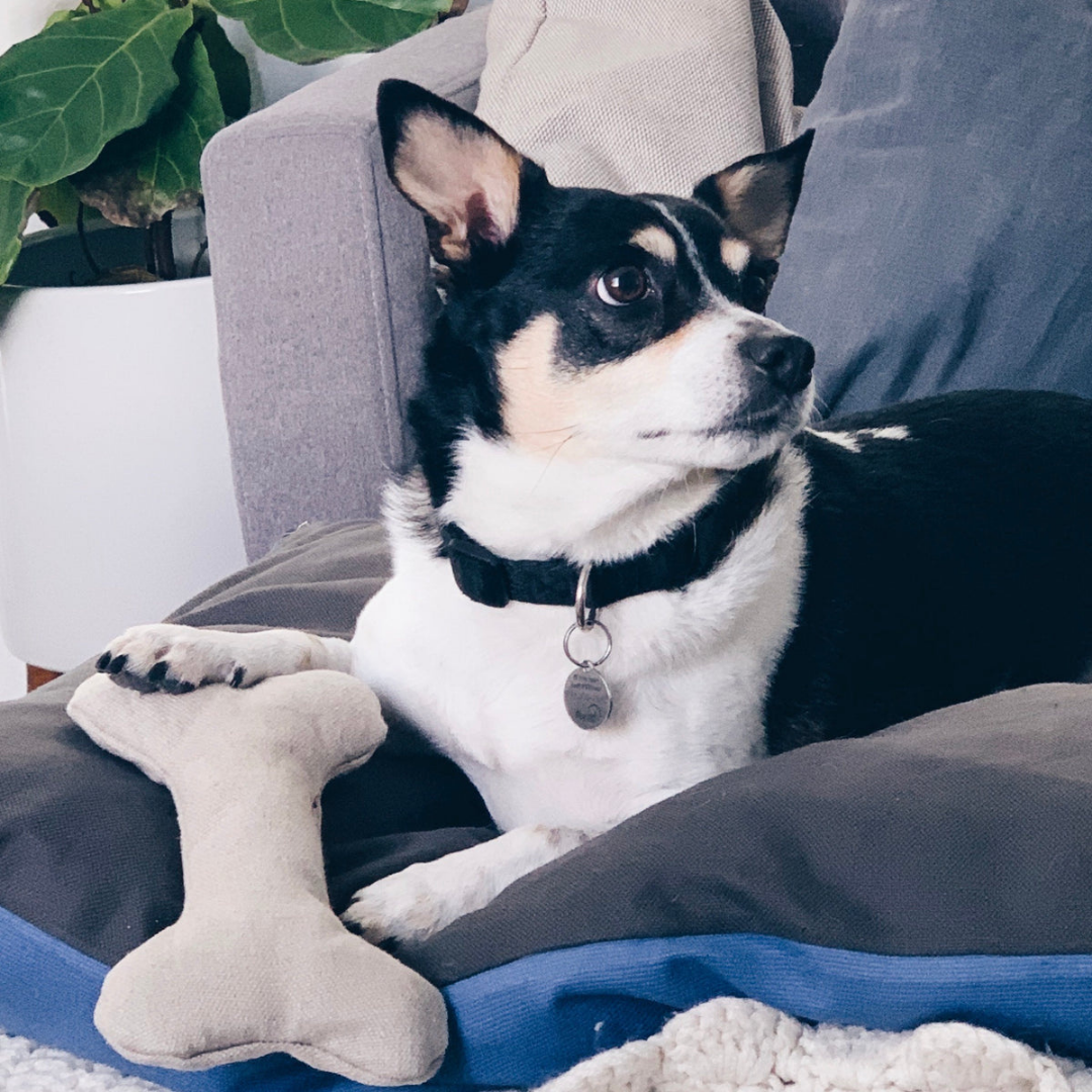 Dog lying on a cushion with a bone-shaped toy, wearing a collar with a tag.
