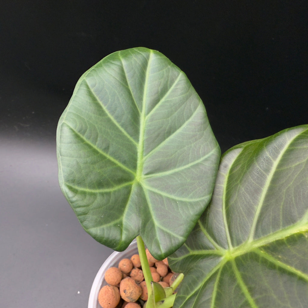 Alocasia Regal Shield Variegated (592)