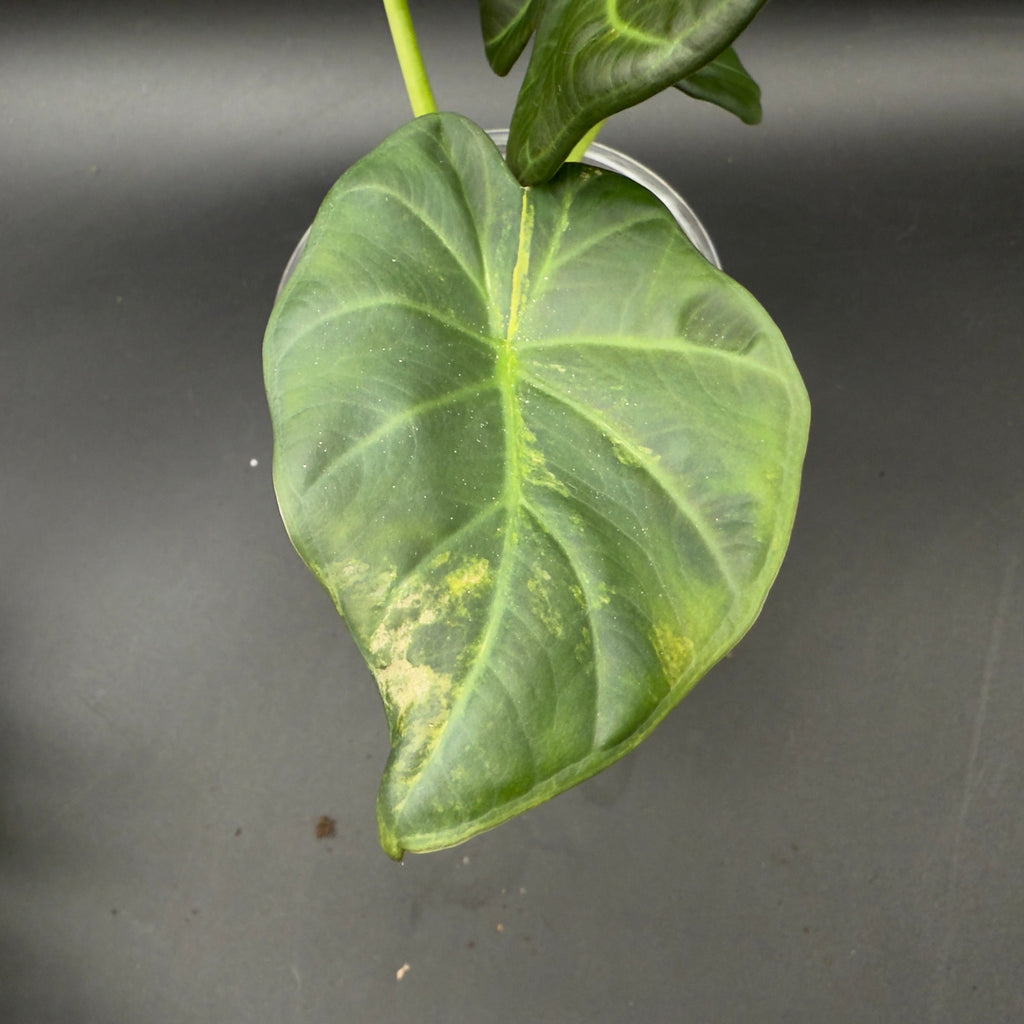Alocasia Regal Shield Variegated (592)