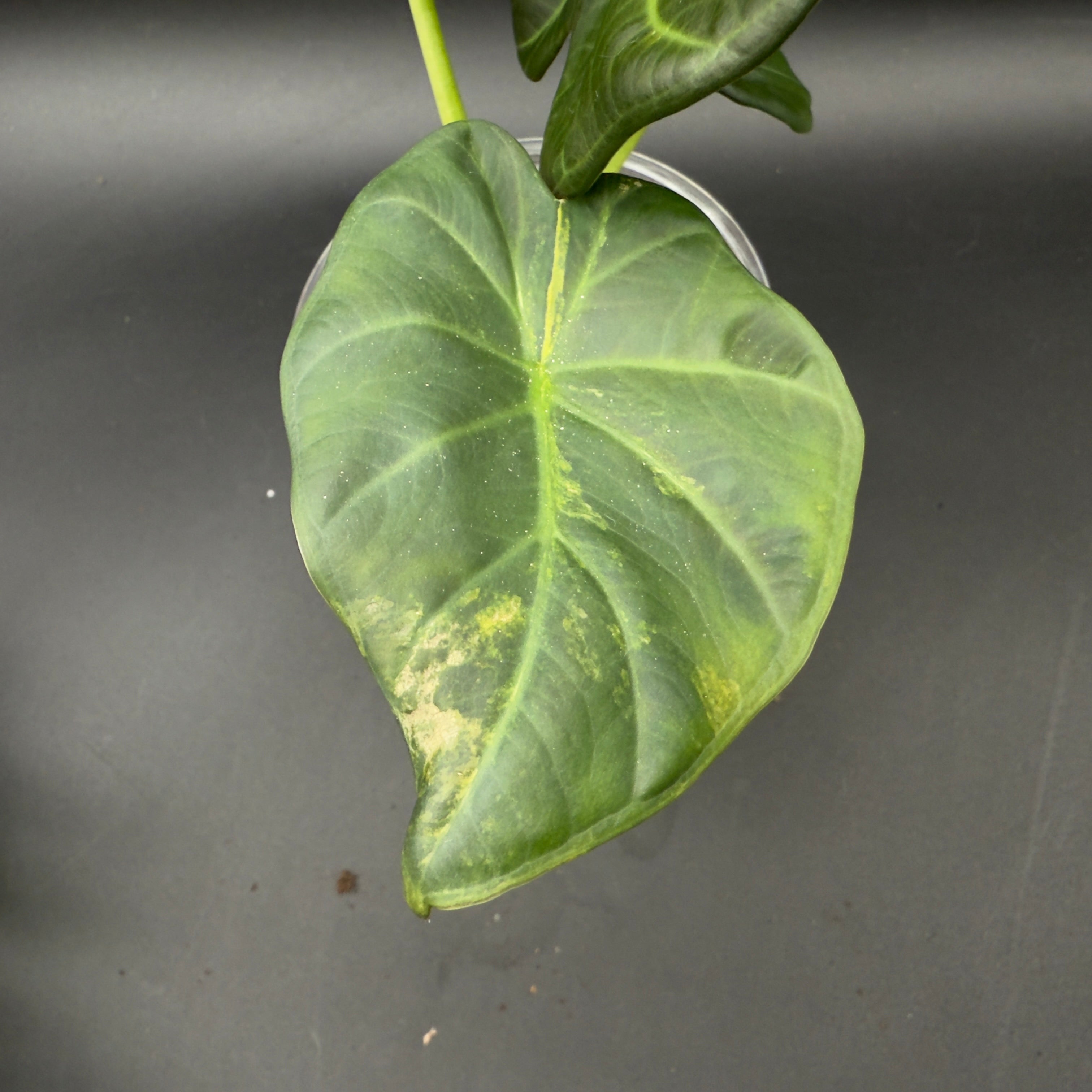 Alocasia Regal Shield Variegated (592)