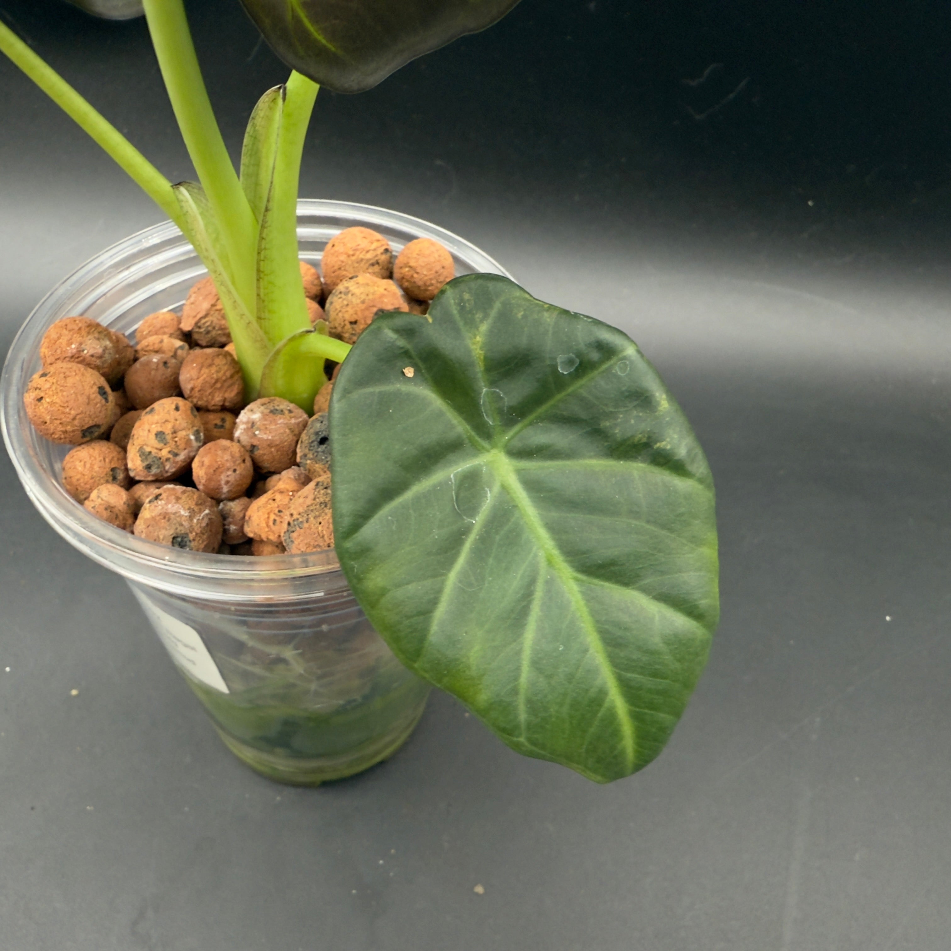 Alocasia Regal Shield Variegated (592)