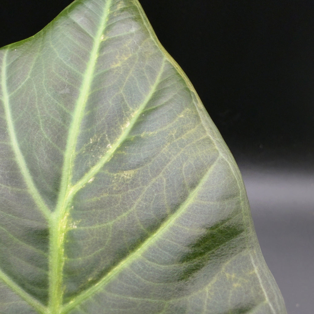 Alocasia Regal Shield Variegated (592)