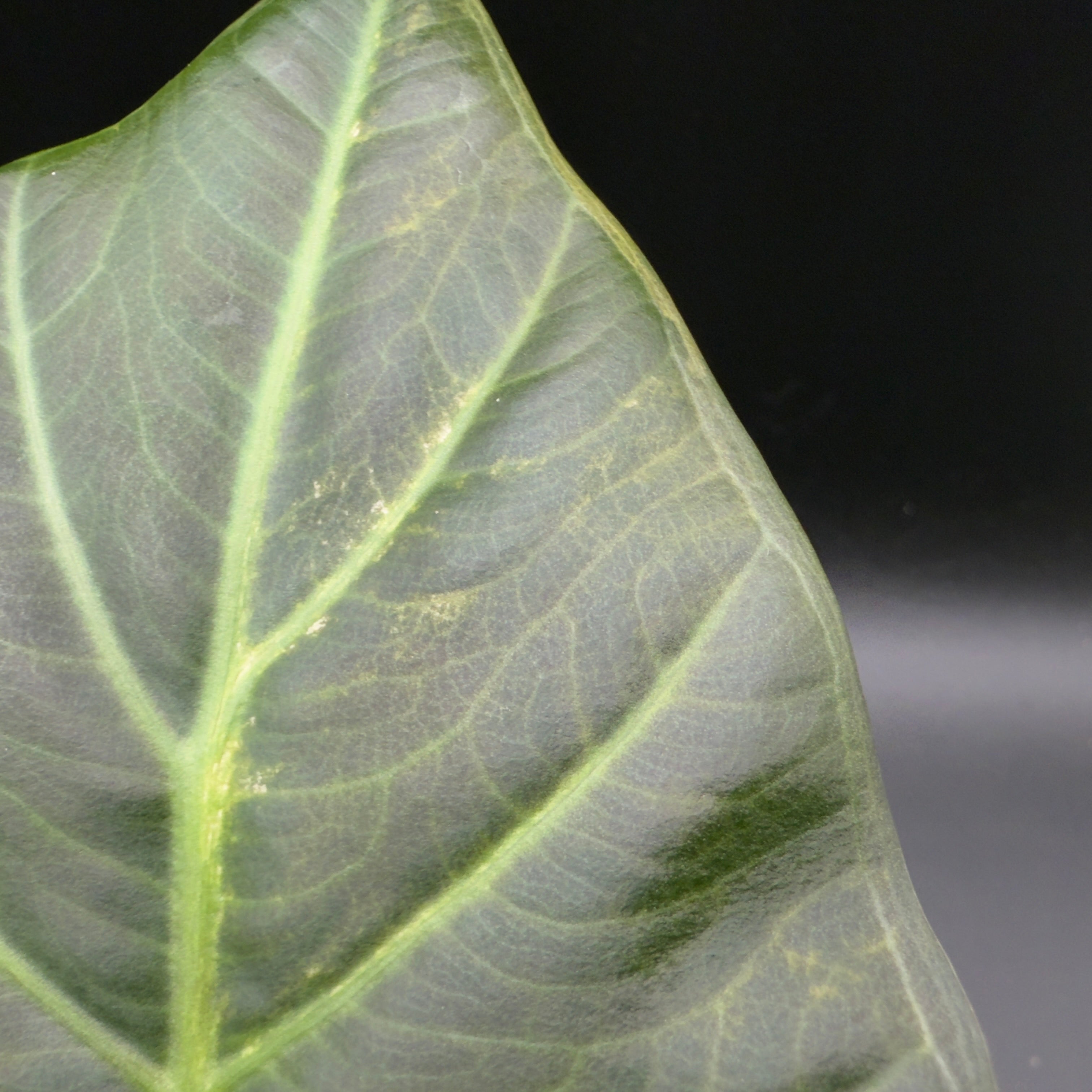 Alocasia Regal Shield Variegated (592)