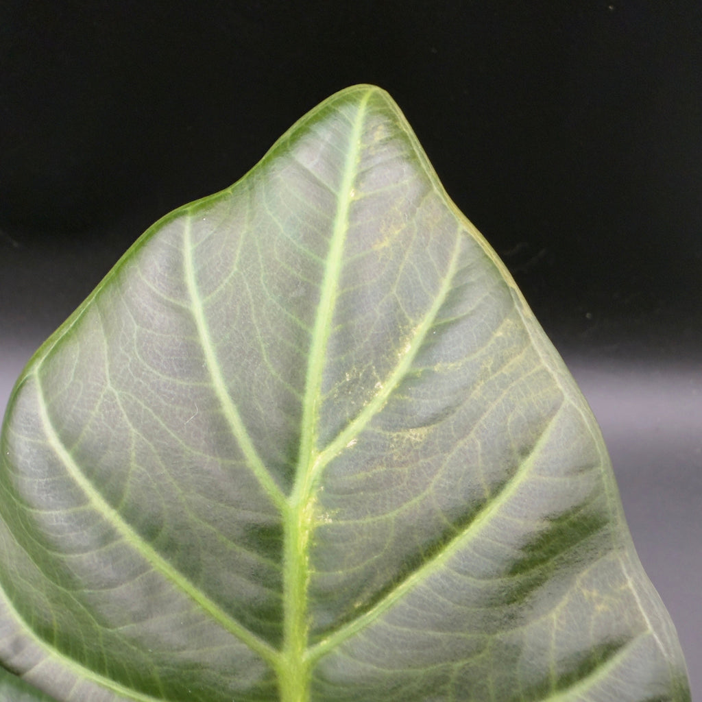 Alocasia Regal Shield Variegated (592)