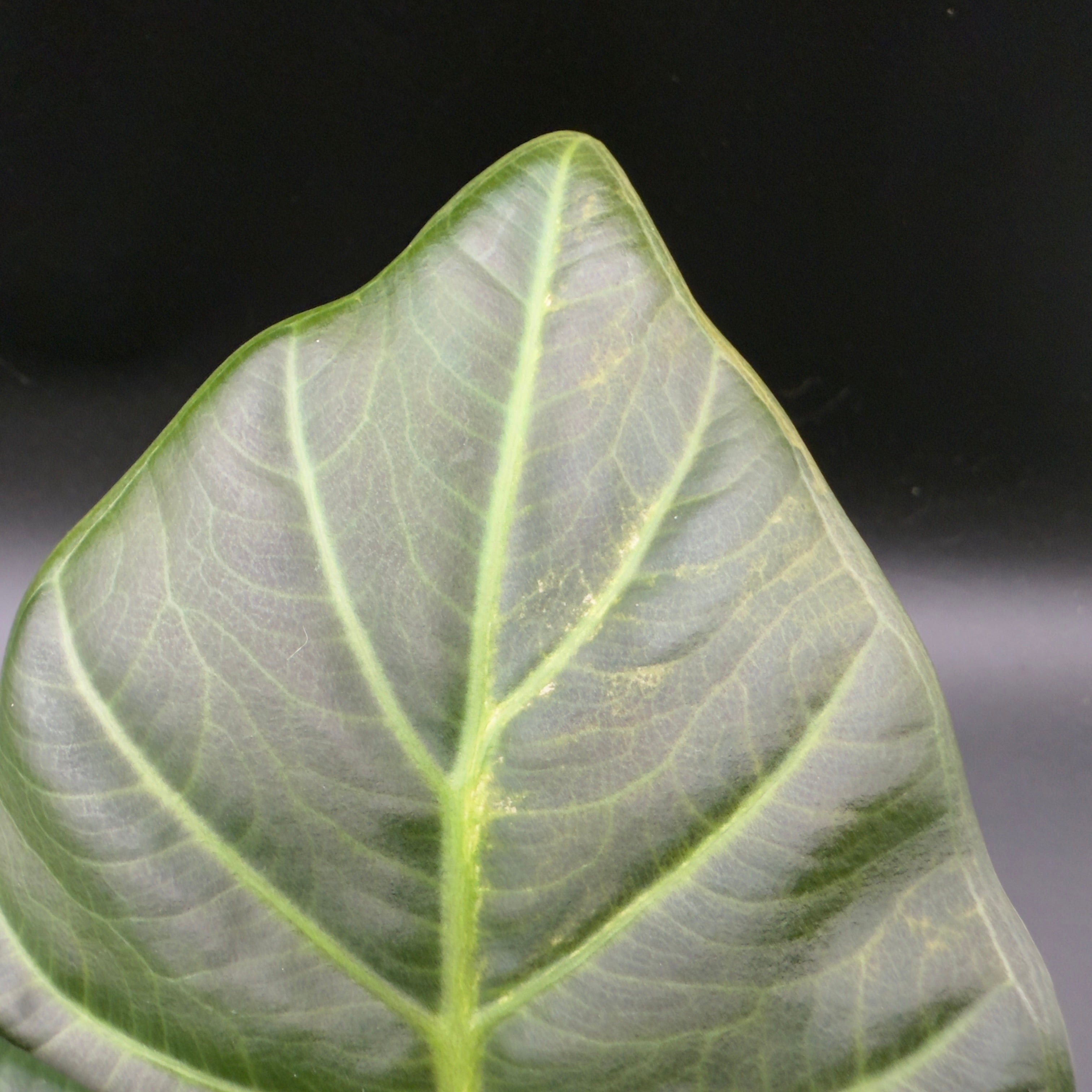 Alocasia Regal Shield Variegated (592)