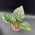 Alocasia Regal Shield Variegated (592)
