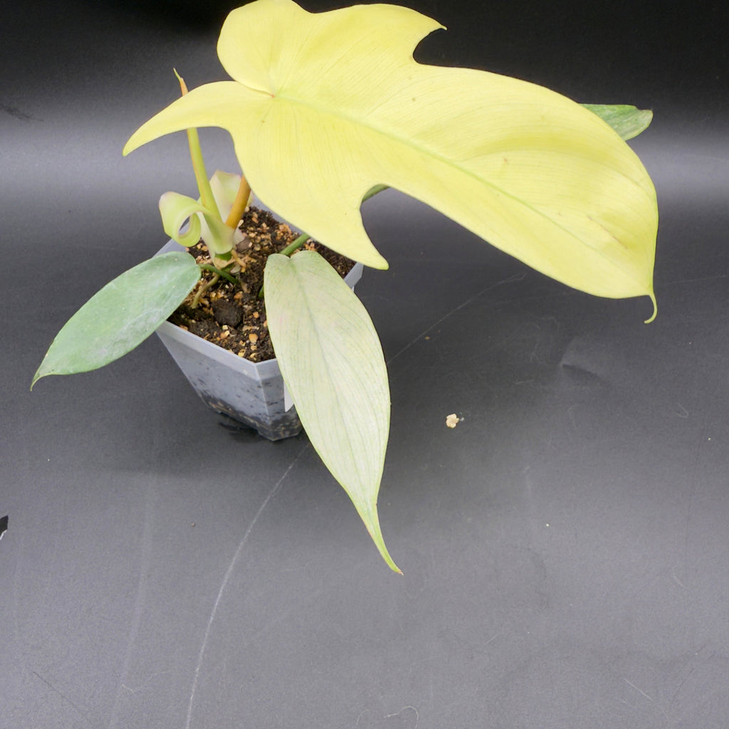 Philodendron Florida Ghost