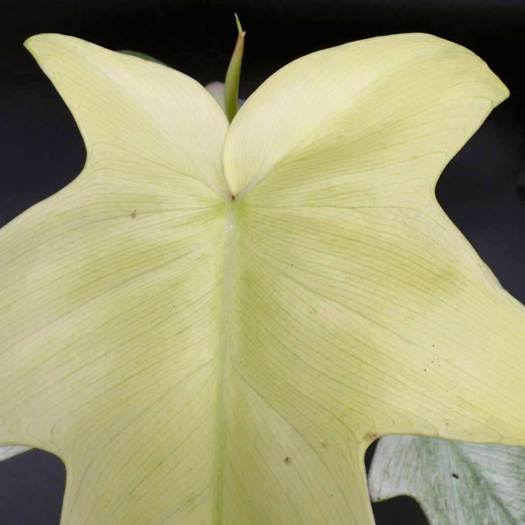Philodendron Florida Ghost