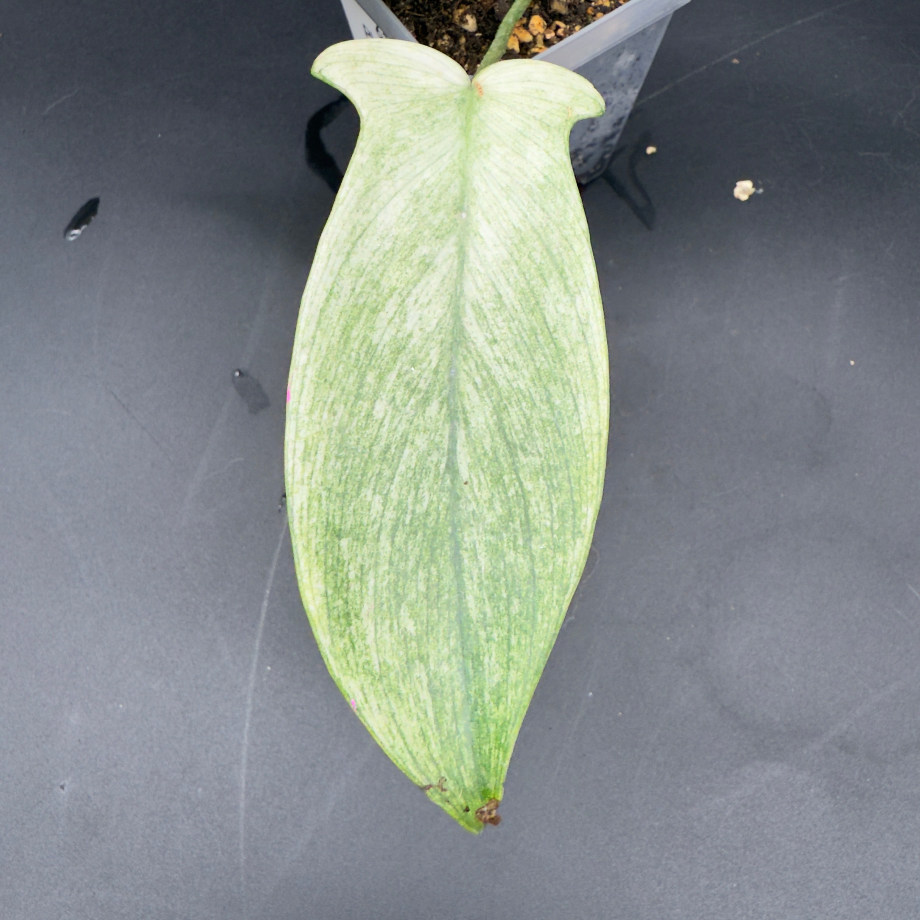 Philodendron Florida Ghost