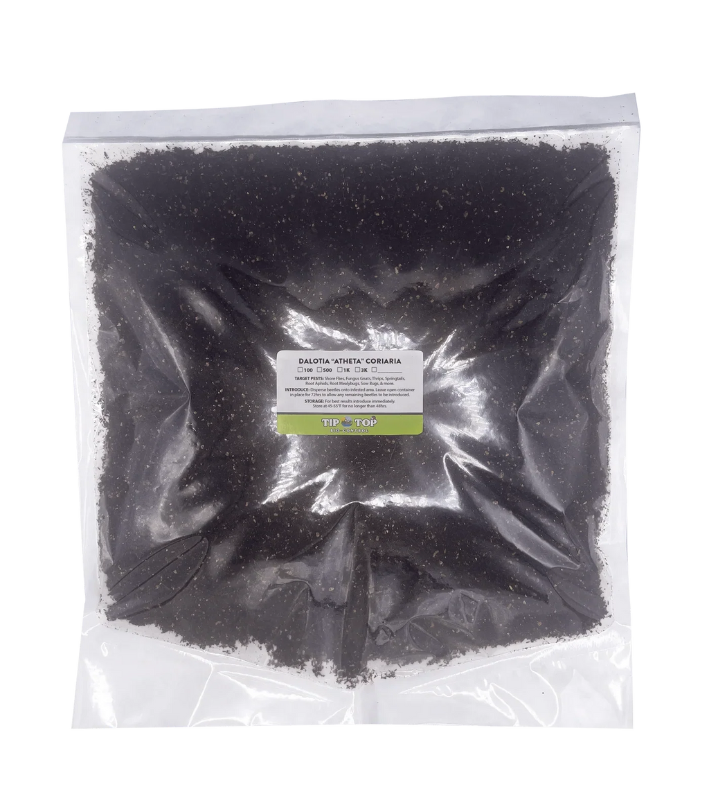 Dalotia coriaria - Rove Beetle