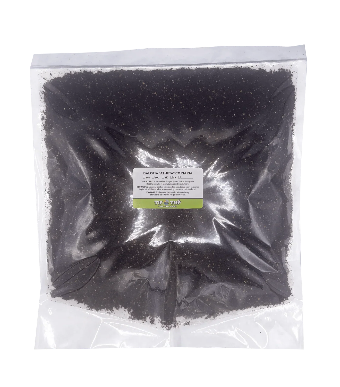 Dalotia coriaria - Rove Beetle